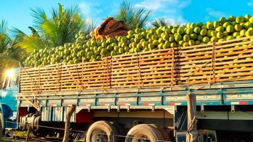 Coco produzido no perímetro irrigado de São Gonçalo